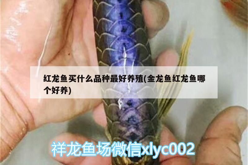 紅龍魚買什么品種最好養殖(金龍魚紅龍魚哪個好養) 紅龍魚買什么品種最好養殖(金龍魚紅龍魚哪個好養) 黃金貓魚百科 第3張