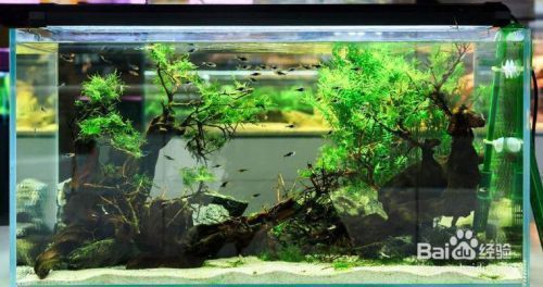 沒有過濾的魚缸多久換水一次，夏季魚缸換水注意事項