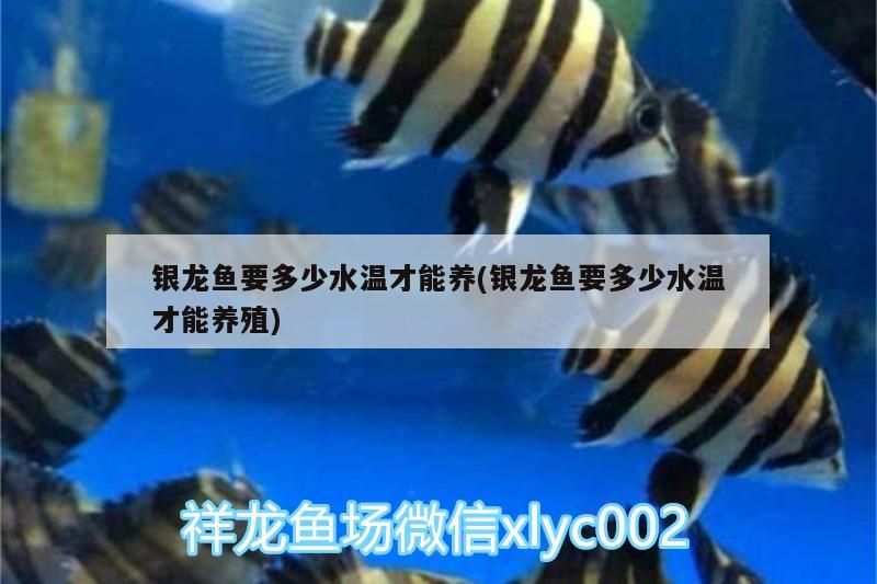 銀龍魚要多少水溫才能養(銀龍魚要多少水溫才能養殖)
