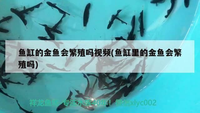 金老虎魚活餌選擇技巧，老虎魚活餌最佳種類，紅老虎魚活餌保存方法，活蝦釣魚技巧分享