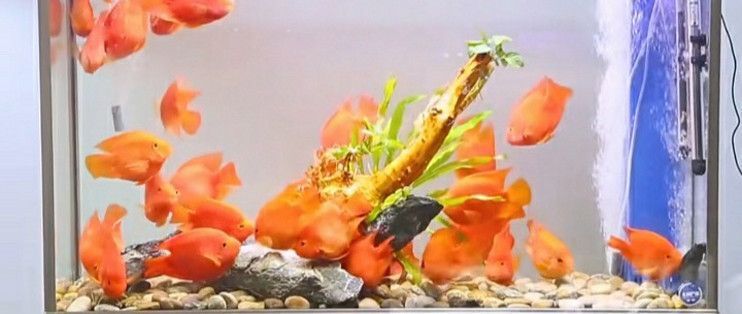 青島南山水族店(江山水族店(江山水族店，廈門南山水族店