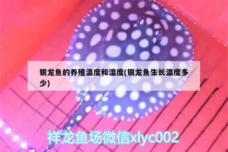 銀龍魚的養殖溫度和濕度(銀龍魚生長溫度多少) 銀龍魚的養殖溫度和濕度(銀龍魚生長溫度多少) 銀龍魚百科 第3張