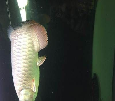 黃吉金龍魚繁殖期行為變化：金龍魚繁殖期的行為變化