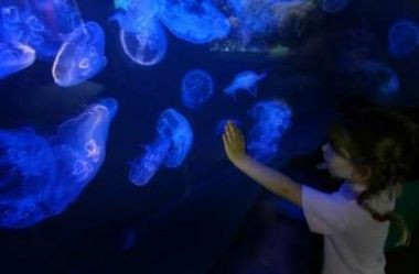 游戲 水族館 捉魚（《水族館》游戲介紹）