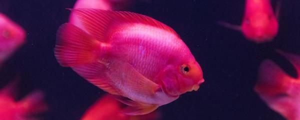 大湖紅龍魚特點介紹