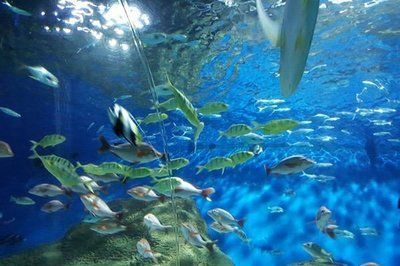 中國最好水族館的排行（大連老虎灘極地海洋館是中國首都的標志性海洋公園之一）