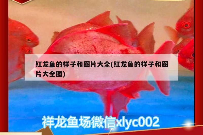 紅龍魚(yú)的樣子和圖片大全(紅龍魚(yú)的樣子和圖片大全圖)