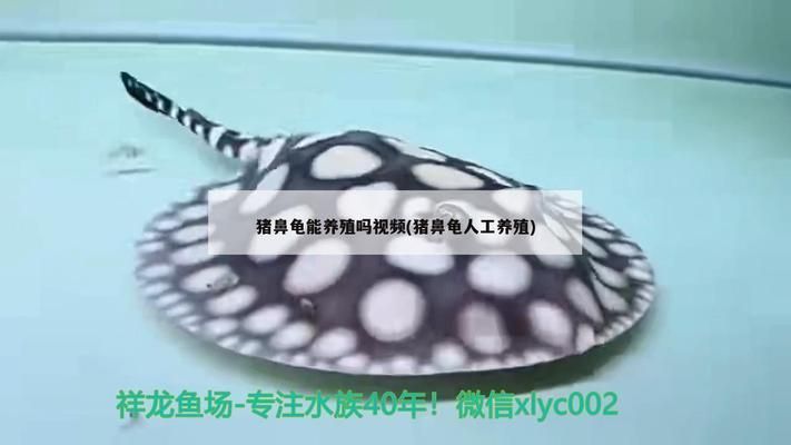 豬鼻龜人工養殖犯法嗎:豬鼻龜養殖技術 豬鼻龜百科 第4張 豬鼻龜人工養殖犯法嗎:豬鼻龜養殖技術 豬鼻龜人工養殖犯法嗎:豬鼻龜養殖技術 豬鼻龜百科 第4張