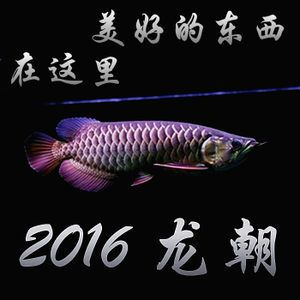 金龍魚漁場：金龍魚十大漁場排名榜