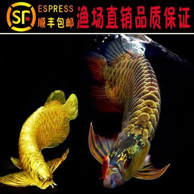 金龍魚漁場：金龍魚十大漁場排名榜