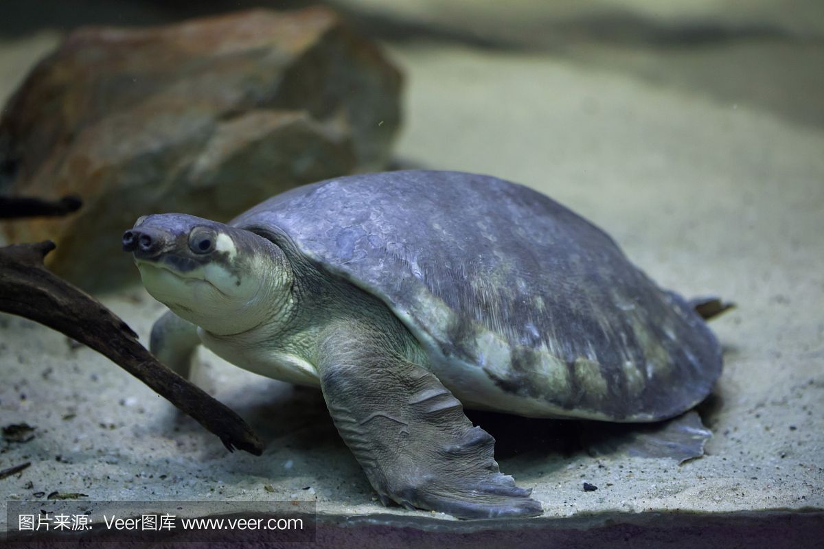 豬鼻龜是野生動物嗎：豬鼻龜是野生動物嗎圖片大全大圖高清
