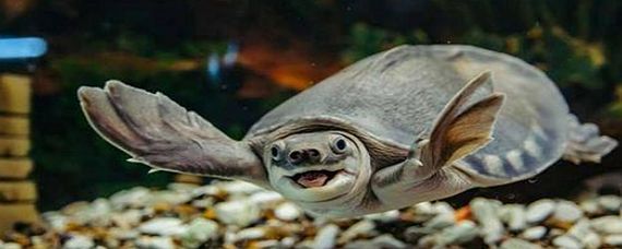 豬鼻龜是野生動物嗎：豬鼻龜是野生動物嗎圖片大全大圖高清