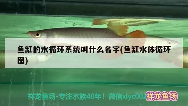 魚缸的水循環系統叫什么名字(魚缸水體循環圖)
