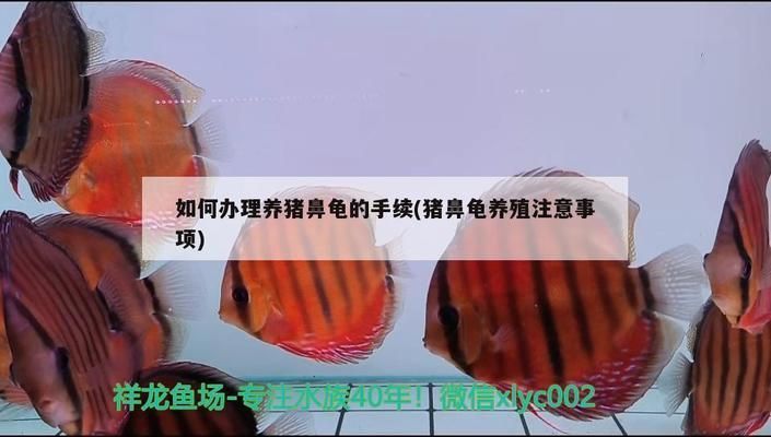 豬鼻龜養(yǎng)殖注意事項(xiàng)和禁忌：豬鼻龜怎么養(yǎng)