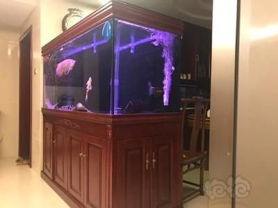 養皇冠魟魚需要多大魚缸：養皇冠魟魚需要一個足夠大的魚缸