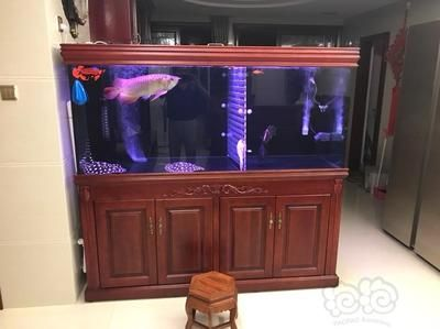 養皇冠魟魚需要多大魚缸：養皇冠魟魚需要一個足夠大的魚缸