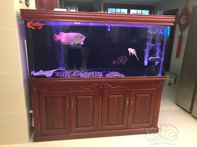 養皇冠魟魚需要多大魚缸：養皇冠魟魚需要一個足夠大的魚缸