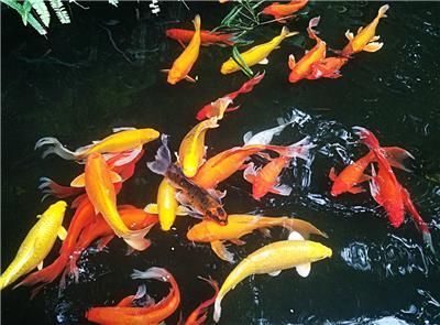 哈爾濱魚缸制作廠家地址電話多少啊（哈爾濱哪里批發魚缸便宜）