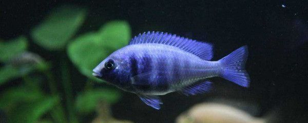 鋼木結構魚缸底柜（木質魚缸底柜）