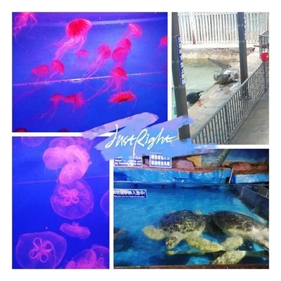 水族館里有什么可愛的魚（水族館中一些可愛的魚類）
