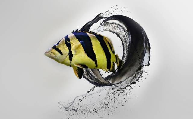 虎魚分類：虎魚是一個廣泛的分類，虎魚的分類和獨特性和獨特性