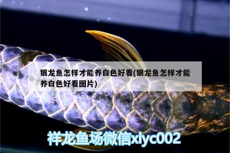 銀龍魚(yú)怎樣才能養(yǎng)白色好看(銀龍魚(yú)怎樣才能養(yǎng)白色好看圖片)