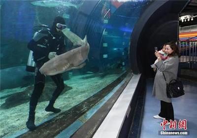 水族館工作人員有什么工作（水族館工作人員的主要職責包括維護和照顧各種海洋生物）