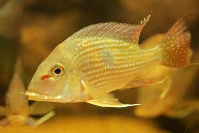 印尼小紅龍魚怎么挑選的呢圖片視頻(印尼大湖紅龍魚幼魚圖片)