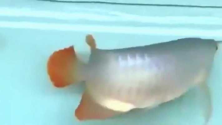 紅龍大湖魚指的是什么魚：紅龍大湖魚的產地