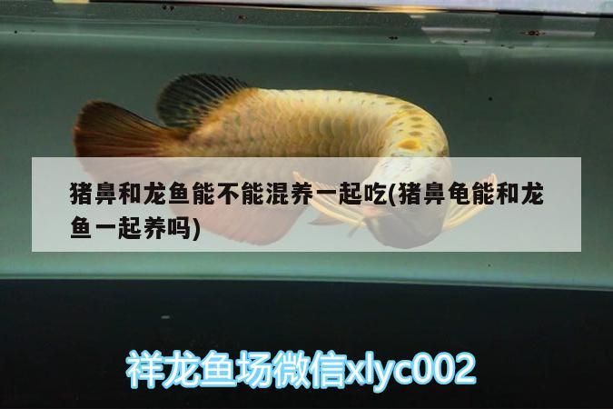 豬鼻和龍魚能不能混養(yǎng)一起吃(豬鼻龜能和龍魚一起養(yǎng)嗎)