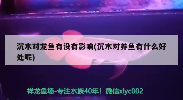 龍魚缸里放沉木好不好，龍魚缸放沉木合適嗎