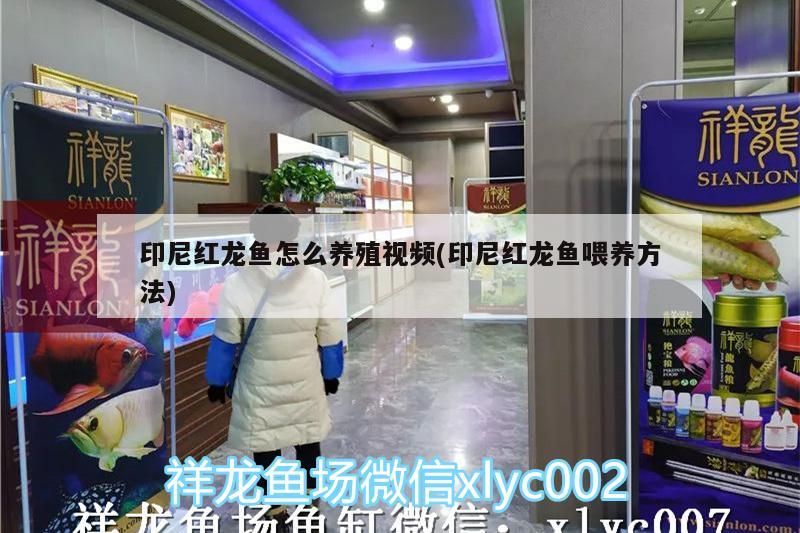 印尼紅龍魚怎么養殖視頻(印尼紅龍魚喂養方法)