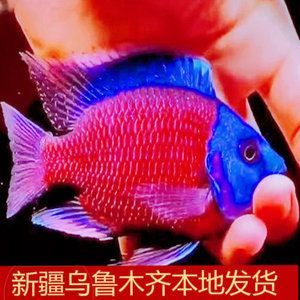 魟魚好養(yǎng)嗎 皇冠：皇冠魟魚好養(yǎng)嗎 魟魚好養(yǎng)嗎 皇冠：皇冠魟魚好養(yǎng)嗎 魟魚百科 第1張