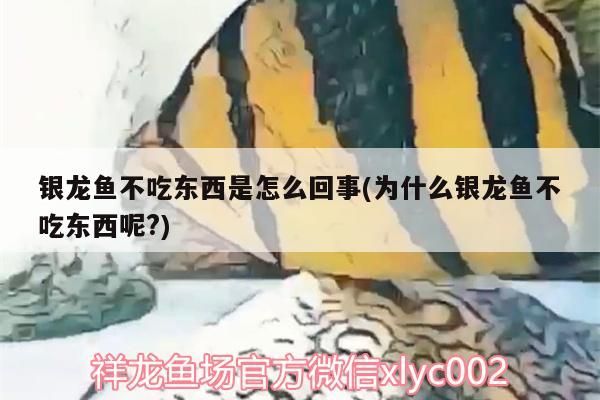 銀龍魚不吃東西是怎么回事(為什么銀龍魚不吃東西呢?)