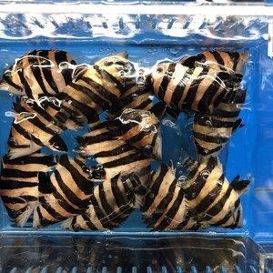 印尼三紋虎養殖技術新進展,關于印尼三紋虎養殖技術的一些新進展 虎魚百科 第5張 印尼三紋虎養殖技術新進展,關于印尼三紋虎養殖技術的一些新進展 印尼三紋虎養殖技術新進展,關于印尼三紋虎養殖技術的一些新進展 虎魚百科 第5張