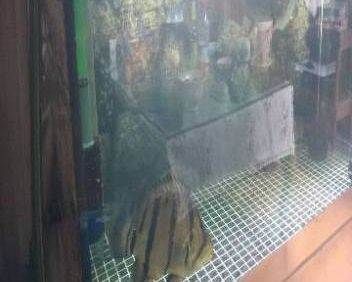 印尼三紋虎養殖技術新進展,關于印尼三紋虎養殖技術的一些新進展 虎魚百科 第7張 印尼三紋虎養殖技術新進展,關于印尼三紋虎養殖技術的一些新進展 印尼三紋虎養殖技術新進展,關于印尼三紋虎養殖技術的一些新進展 虎魚百科 第7張