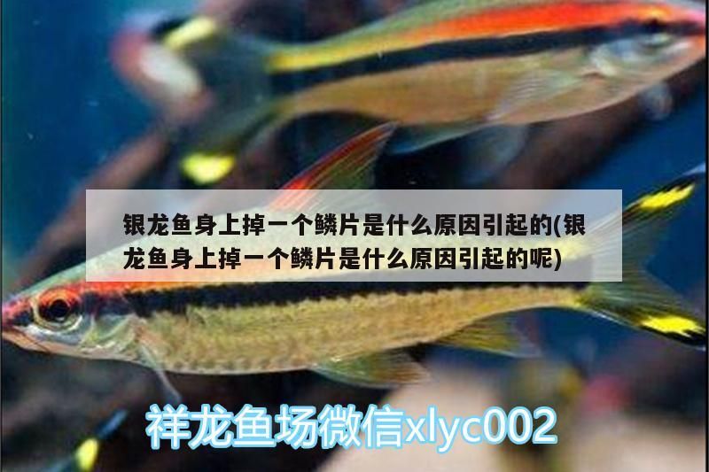 銀龍魚身上掉一個(gè)鱗片是什么原因引起的(銀龍魚身上掉一個(gè)鱗片是什么原因引起的呢)
