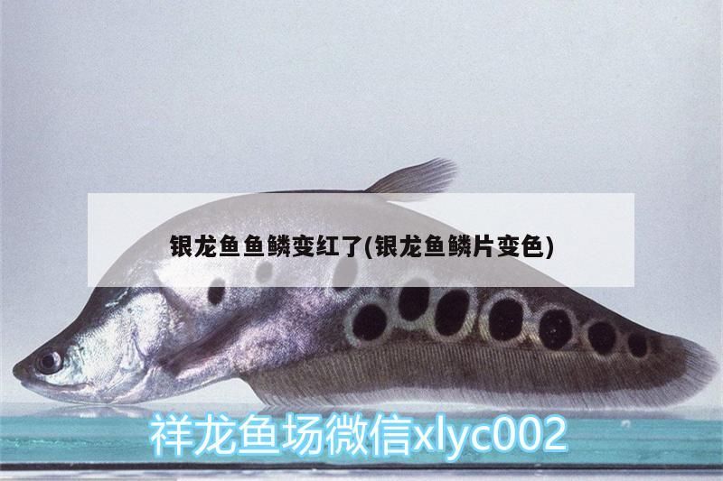 銀龍魚魚鱗變紅了(銀龍魚鱗片變色)