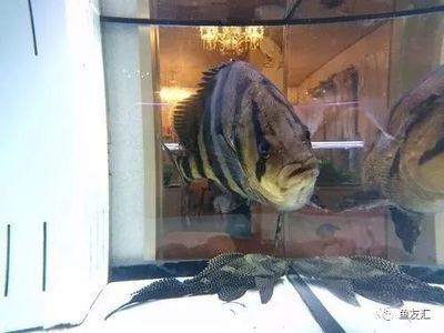 新版泰虎魚價格：泰虎魚市場價格受到多種因素影響泰虎魚價格受到多種因素影響 新版泰虎魚價格：泰虎魚市場價格受到多種因素影響泰虎魚價格受到多種因素影響 虎魚百科 第4張