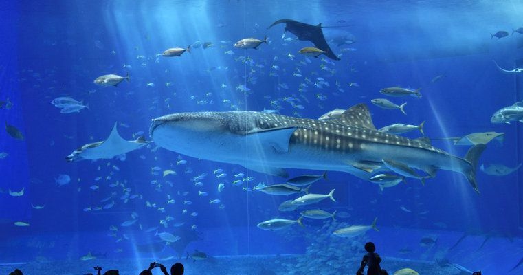 美麗海水族館官網訂票官方網站（沖繩美麗海水族館交通指南美麗海水族館交通指南）