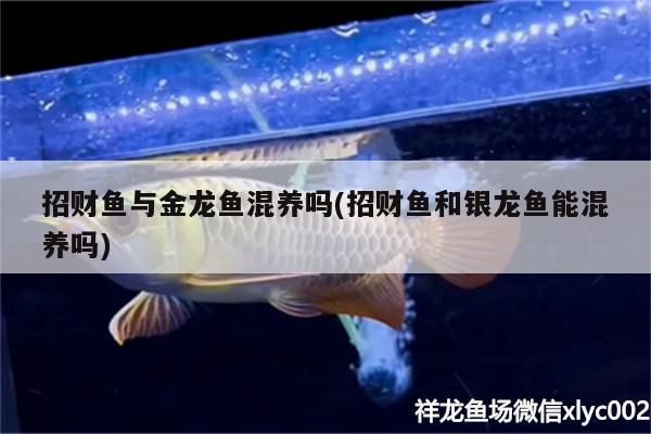 招財魚與金龍魚混養嗎(招財魚和銀龍魚能混養嗎)