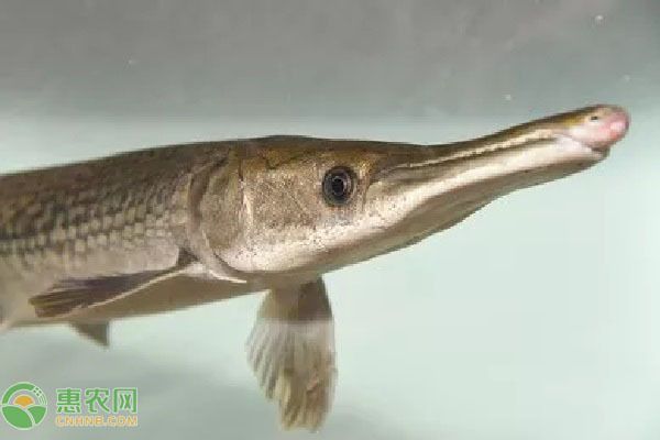 元寶鳳凰魚適宜混養(yǎng)的品種，元寶鳳凰魚可以與多種性格溫和的觀賞魚混養(yǎng)飼料選擇