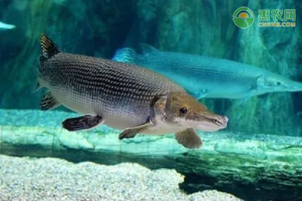 元寶鳳凰魚適宜混養(yǎng)的品種，元寶鳳凰魚可以與多種性格溫和的觀賞魚混養(yǎng)飼料選擇