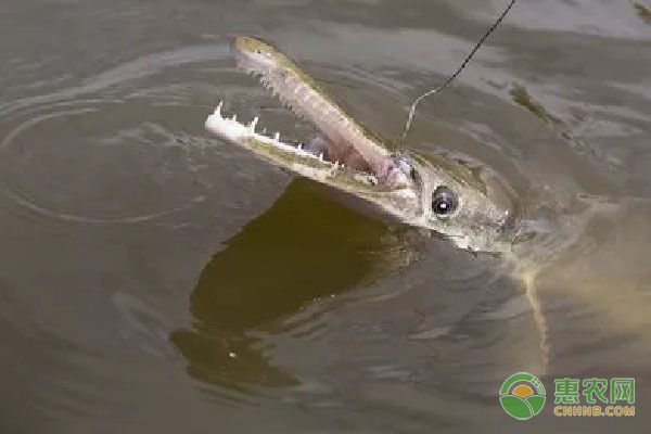 元寶鳳凰魚適宜混養(yǎng)的品種，元寶鳳凰魚可以與多種性格溫和的觀賞魚混養(yǎng)飼料選擇