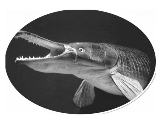 元寶鳳凰魚適宜混養(yǎng)的品種，元寶鳳凰魚可以與多種性格溫和的觀賞魚混養(yǎng)飼料選擇