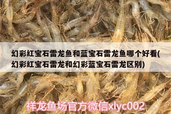 幻彩紅寶石雷龍魚和藍(lán)寶石雷龍魚哪個(gè)好看(幻彩紅寶石雷龍和幻彩藍(lán)寶石雷龍區(qū)別)