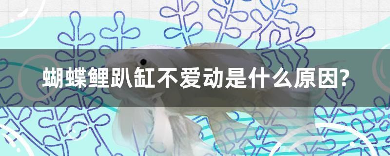 蝴蝶鯉趴缸不愛動是什么原因？