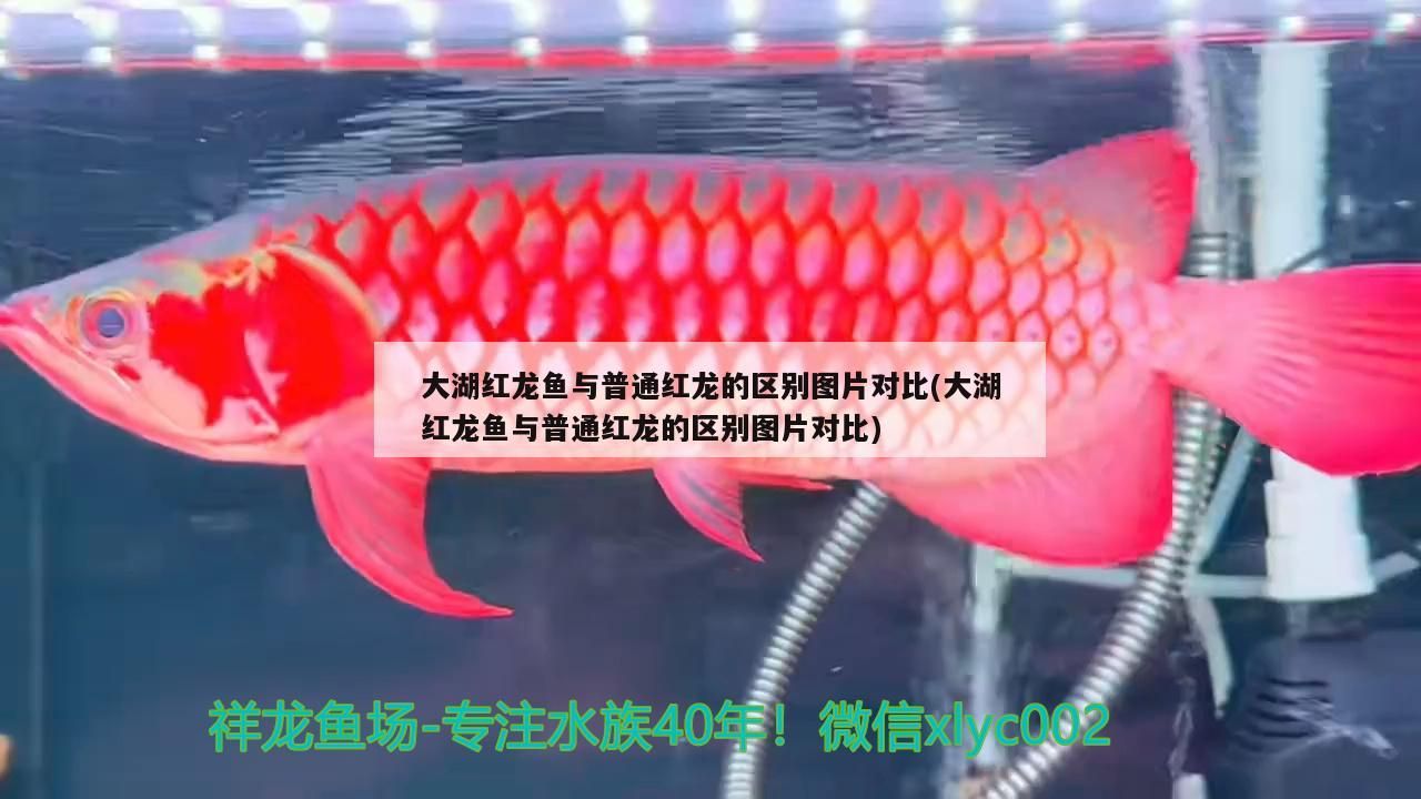 大湖紅龍魚與普通紅龍的區別圖片對比(大湖紅龍魚與普通紅龍的區別圖片對比)