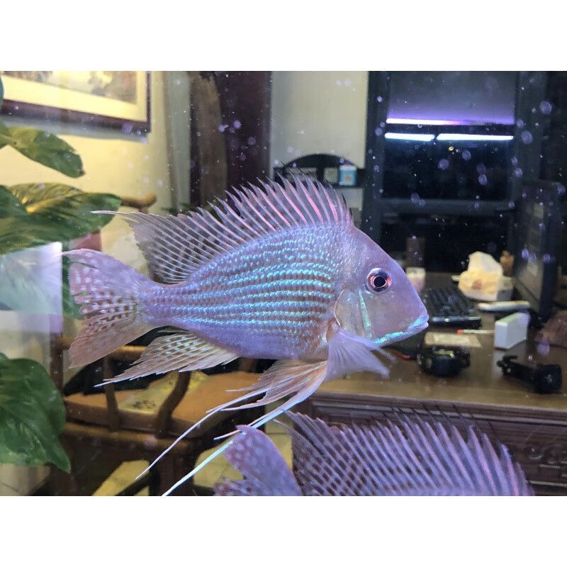 武漢進口元寶鳳凰魚，武漢水族市場特色魚類介紹