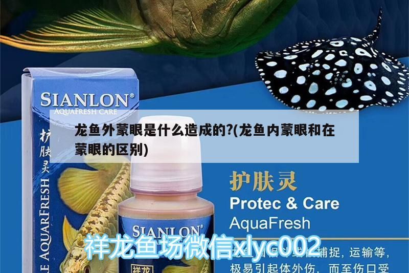 龍魚外蒙眼是什么造成的?(龍魚內蒙眼和在蒙眼的區別)